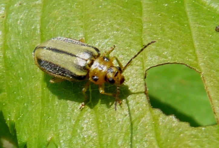 galerucella dell''olmo